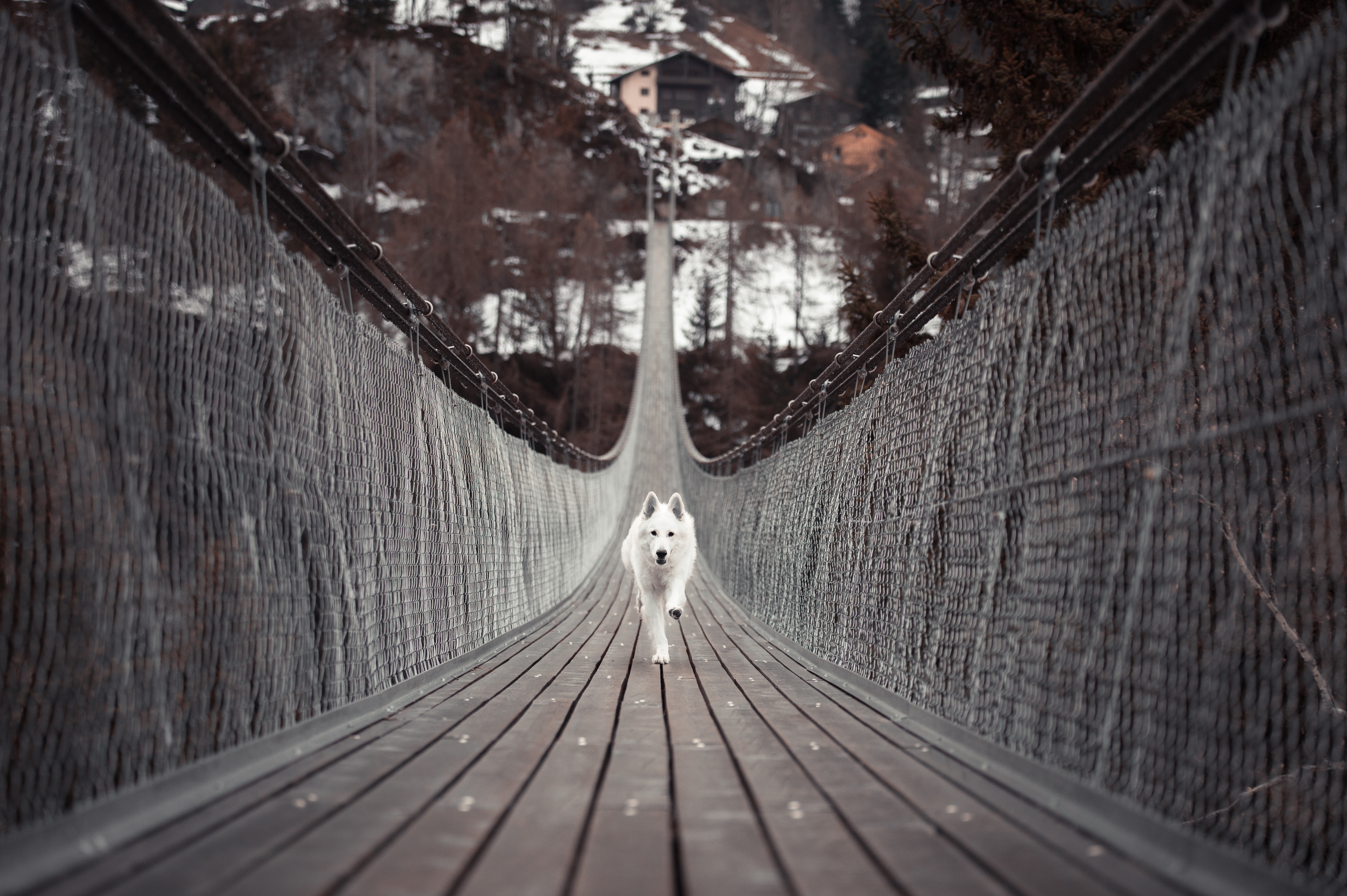 橋を突進する犬