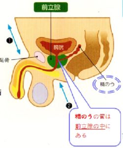 前立腺と精嚢